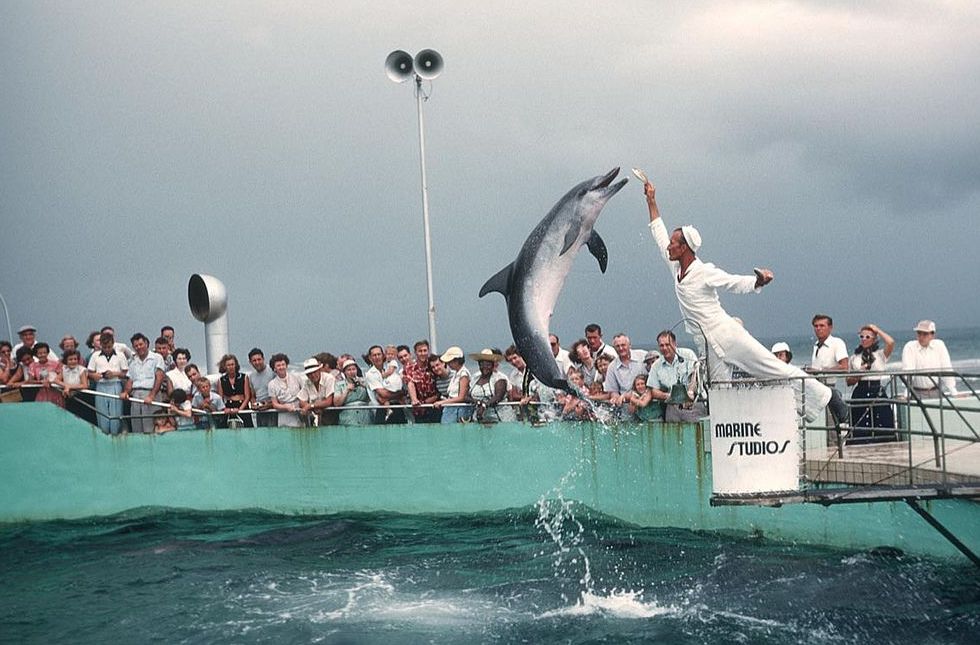 marine studios dolphin show