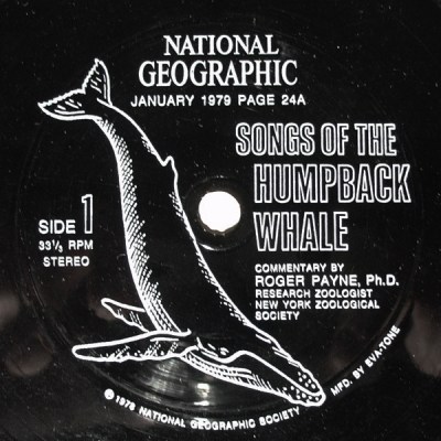 songs of the humpback whale flexidisc 1979